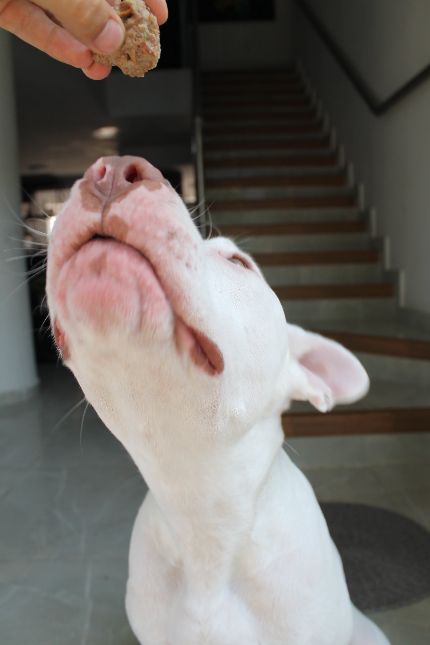 MUESTRA GRATIS 6 BOLITAS HORNEADAS